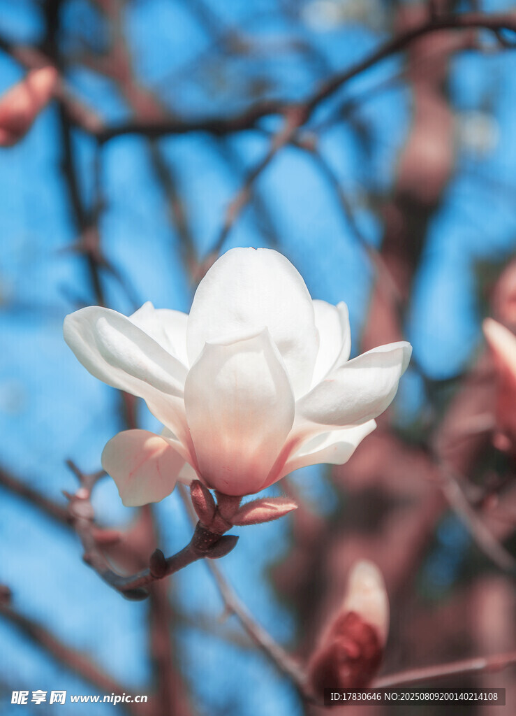 玉兰花绽放枝头