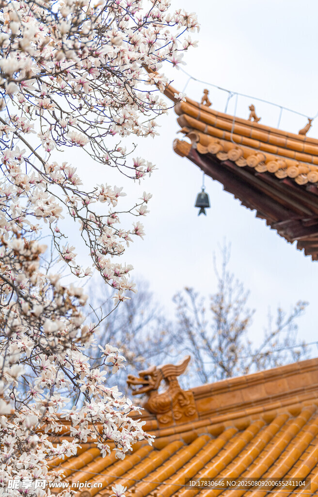 古建旁绽放的烂漫花枝