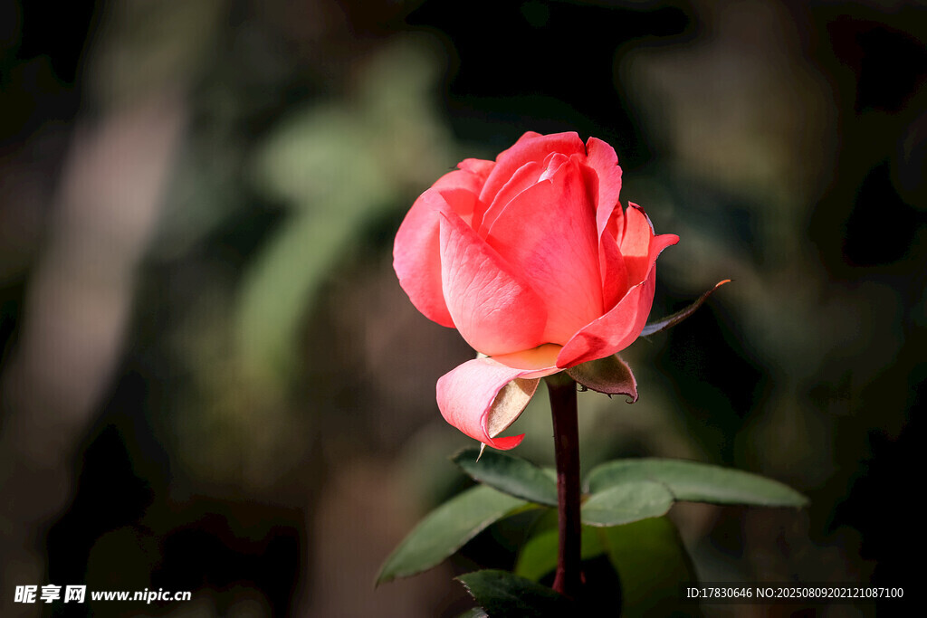 娇艳红玫瑰绽放