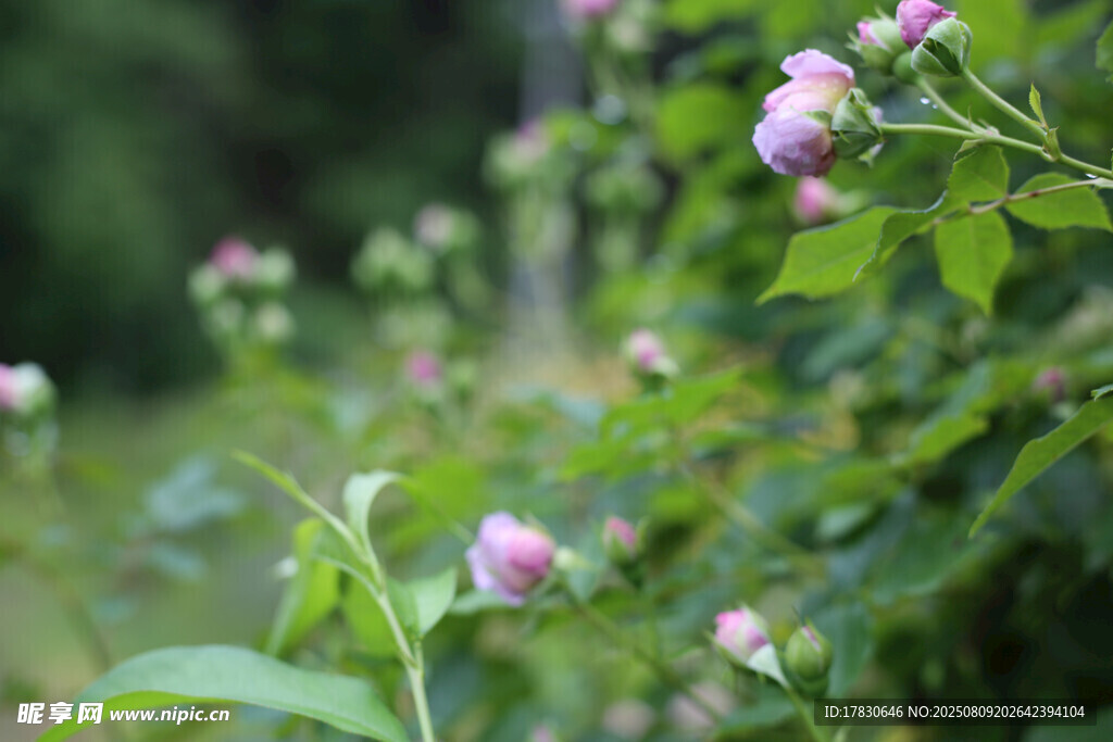 蔷薇花丛中的粉嫩花朵