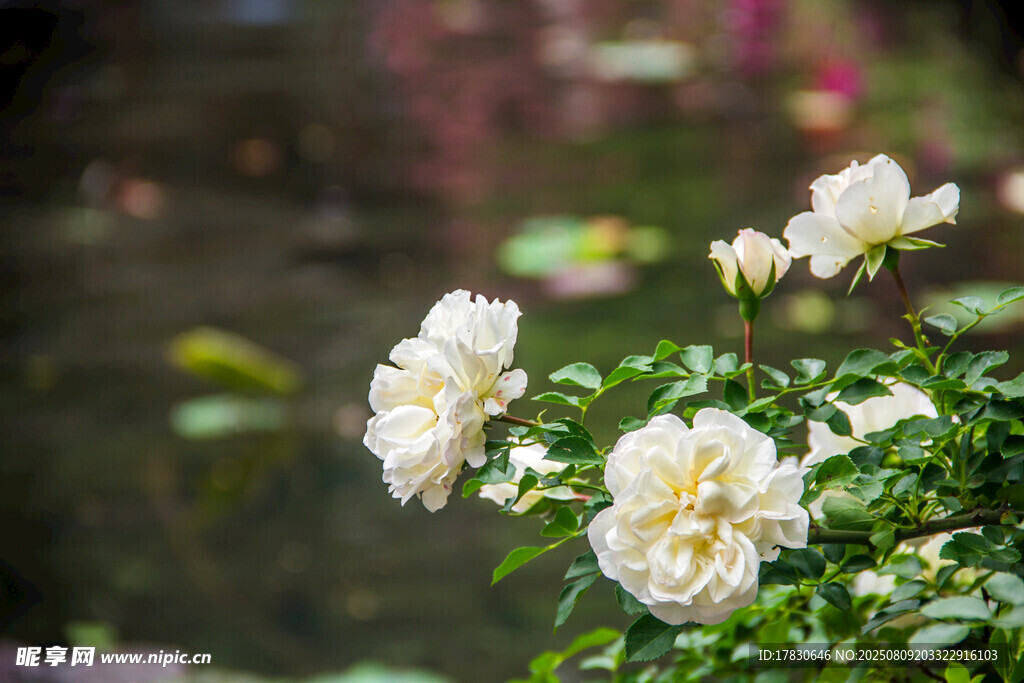 溪边绽放的洁白花朵