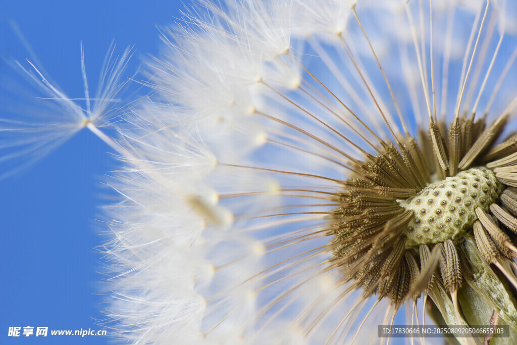 蓝天下的蒲公英种子