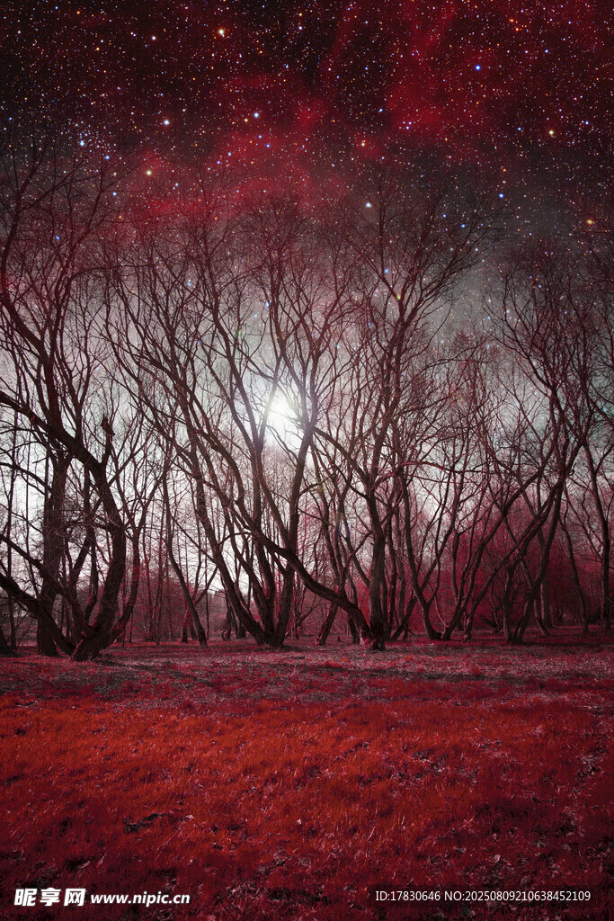 梦幻红夜下的枯树林景