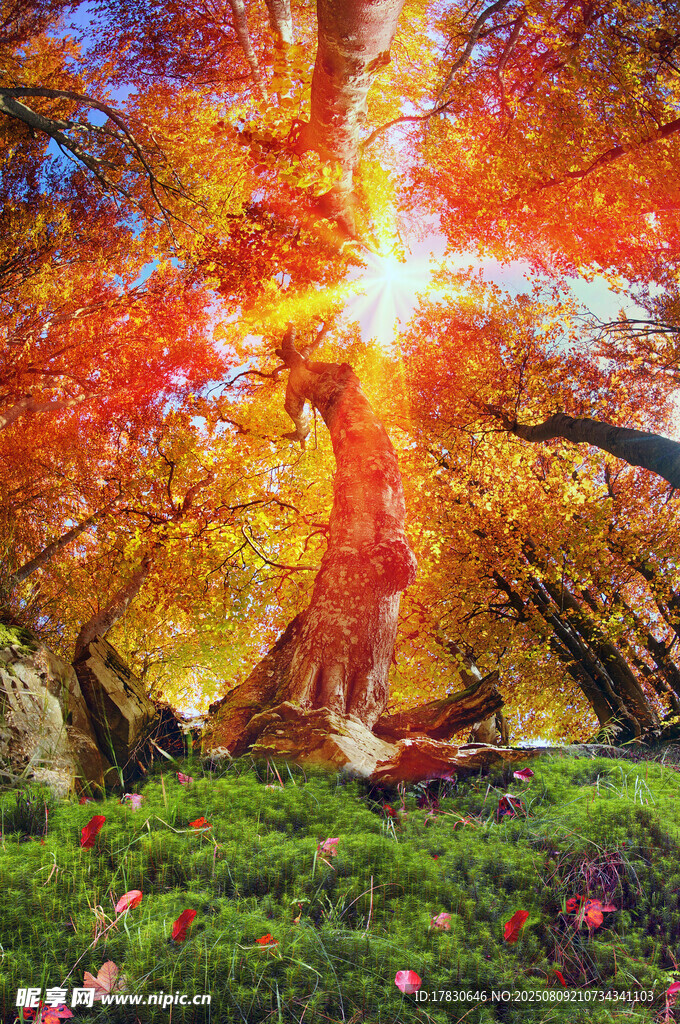 梦幻森林中的阳光美景