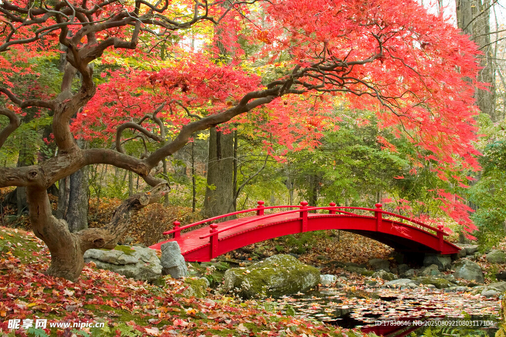秋日红桥映枫林美景