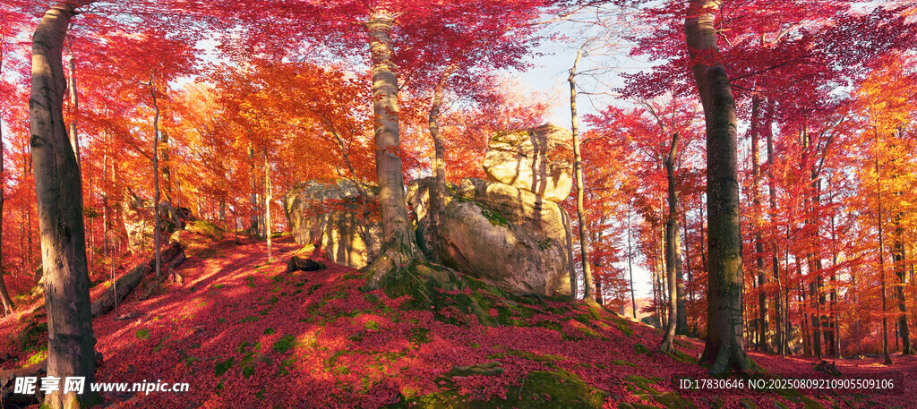 秋日枫林美景