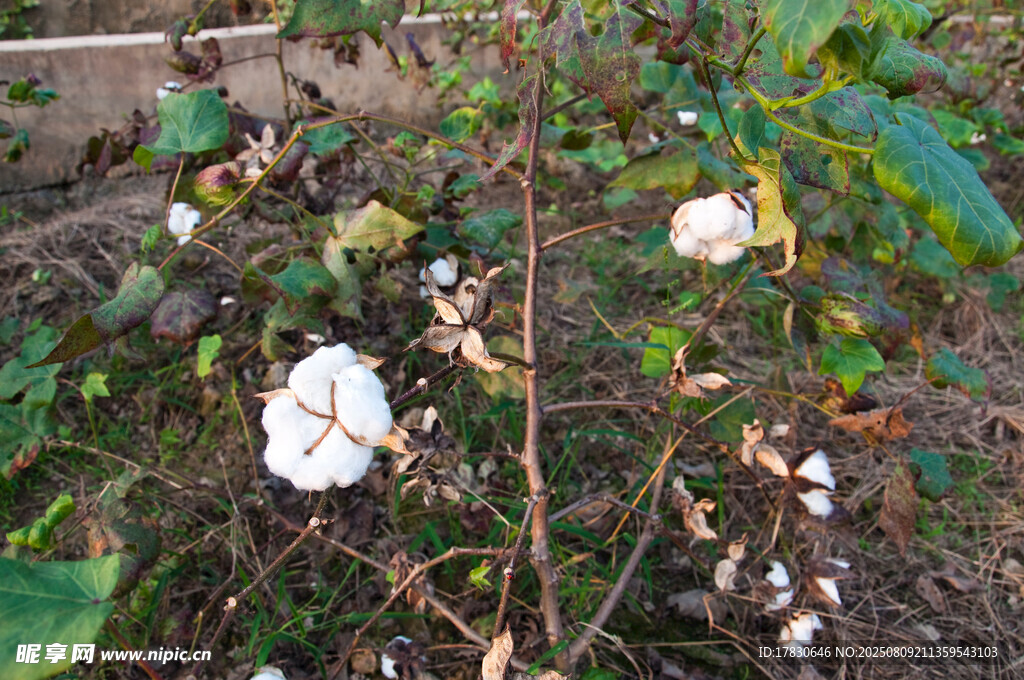 田间绽放的白色棉花植株