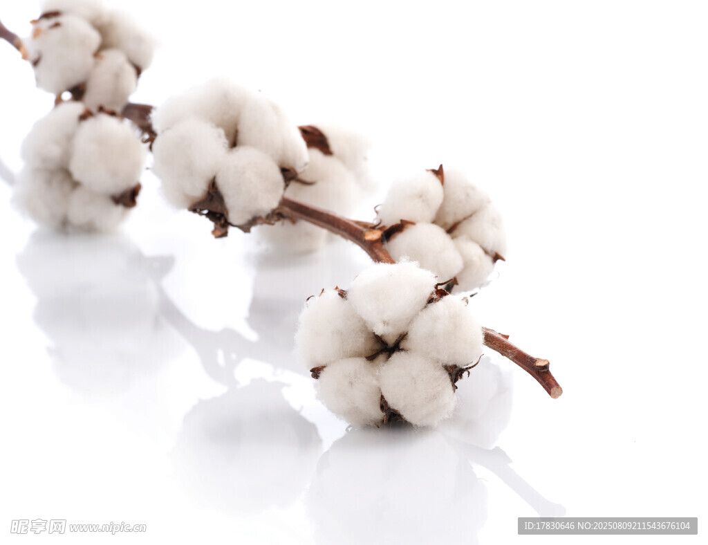 白色棉花枝特写