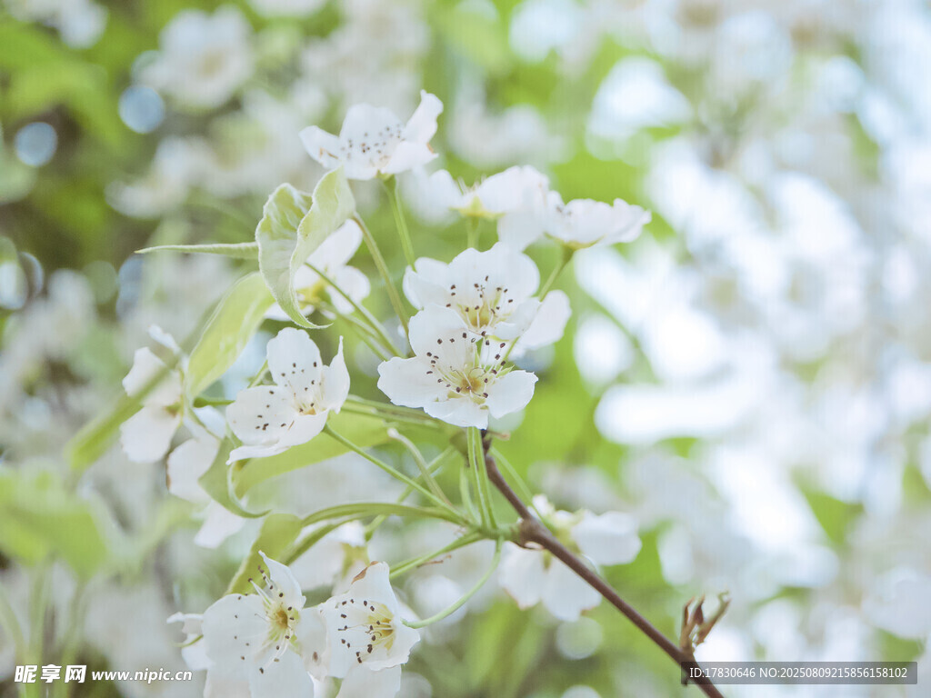 枝头绽放的洁白花朵