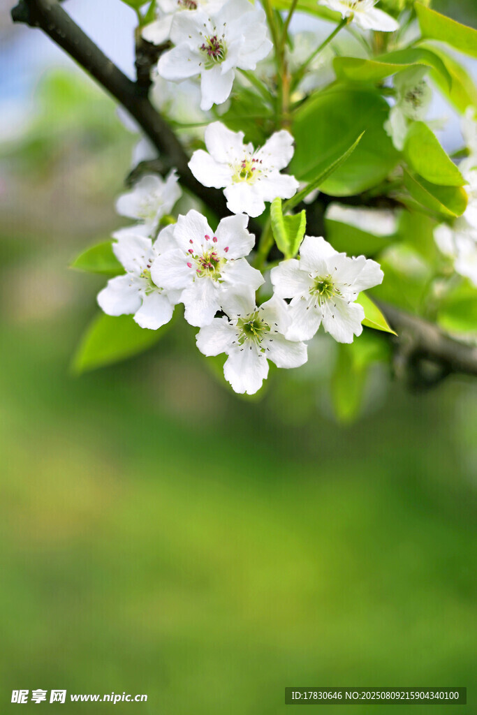 枝头绽放的洁白花朵