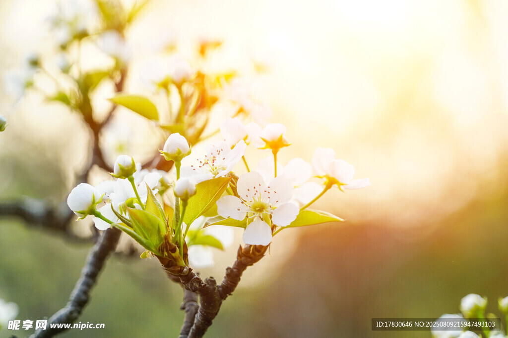 春日绽放的洁白花枝