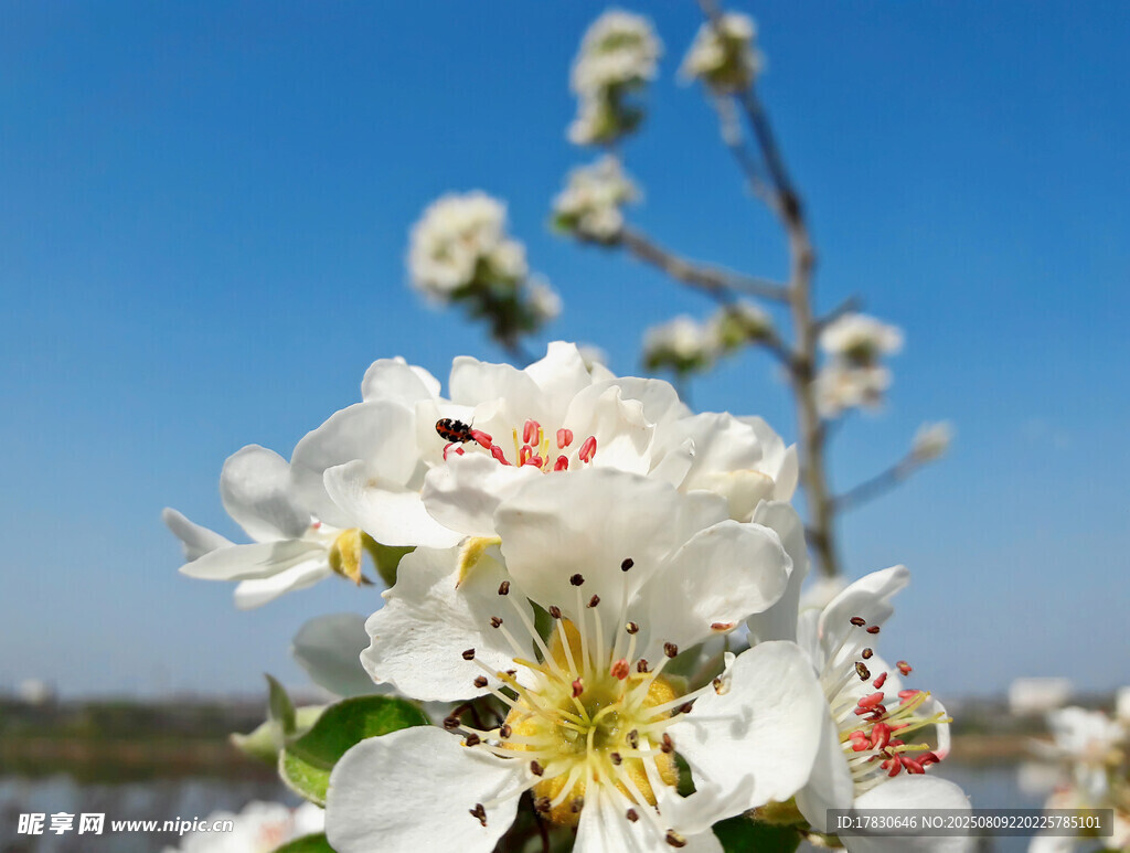 枝头绽放的洁白花朵