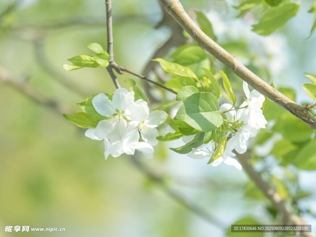 枝头绽放的洁白花朵