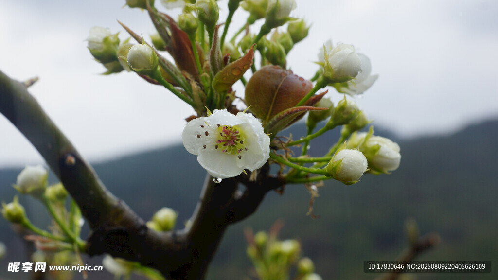 枝头绽放的洁白花朵