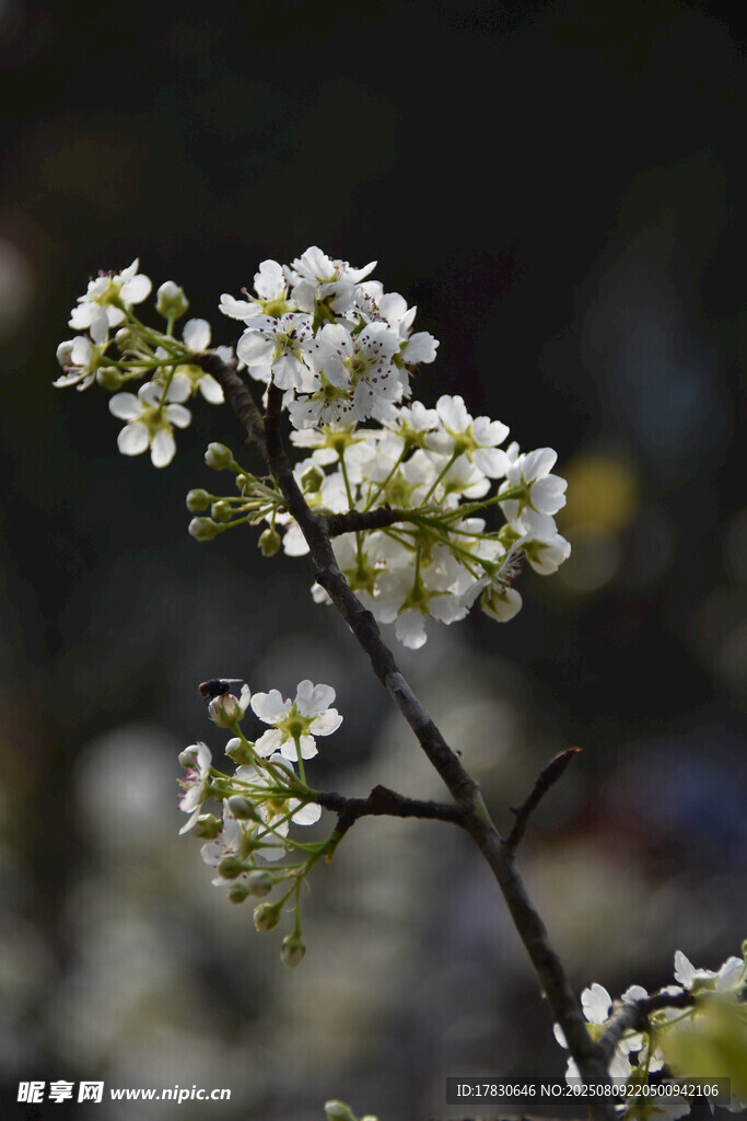 枝头绽放的洁白花朵