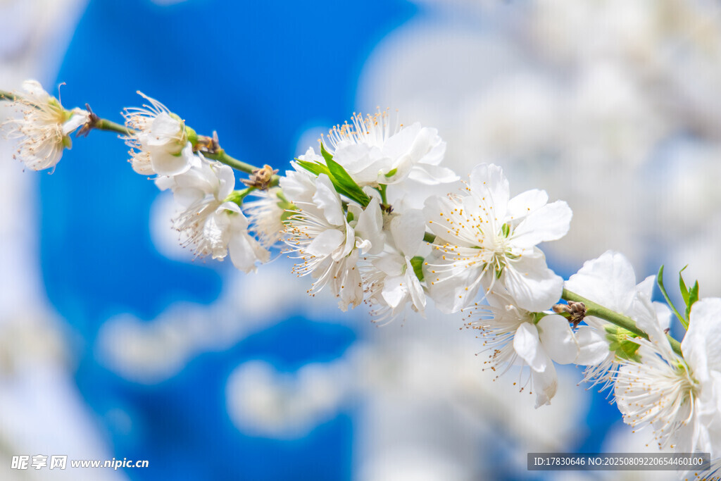 枝头绽放的洁白花朵