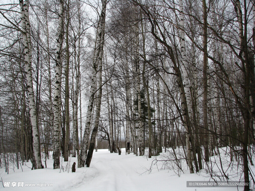 冬日雪林静谧景象