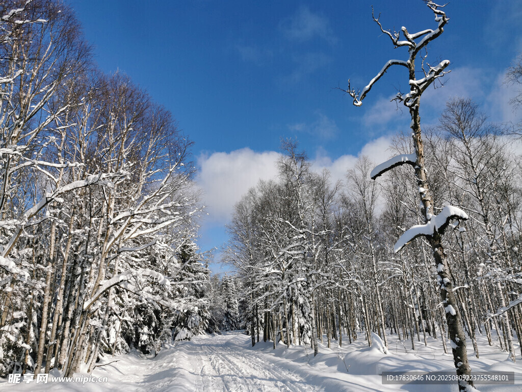 冬日雪景中的静谧树林