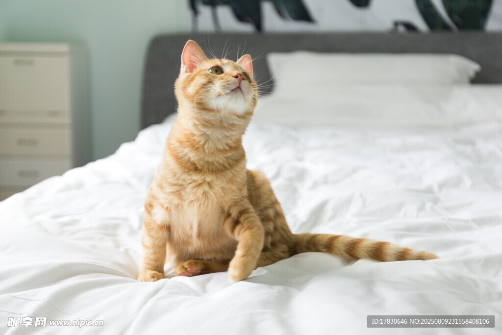 猫咪