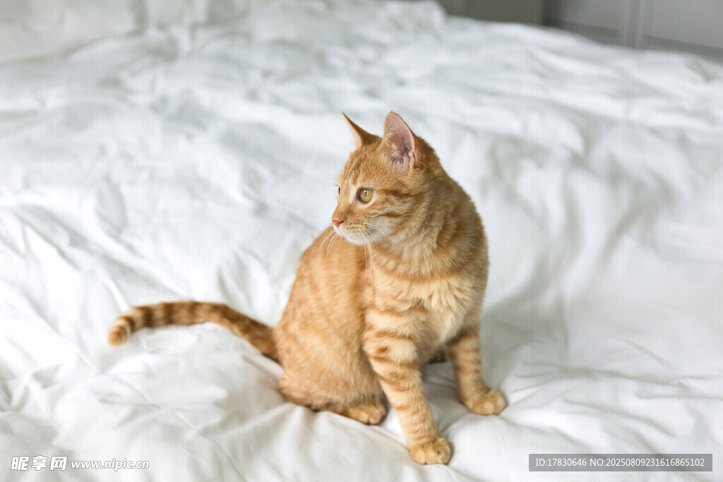 猫咪