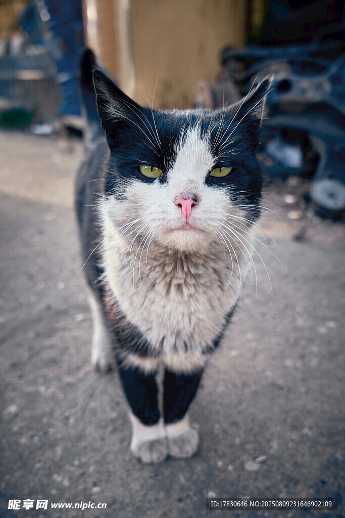 猫咪