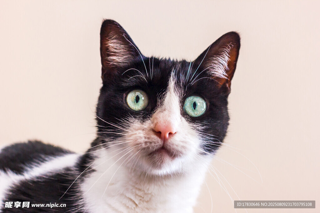 猫咪