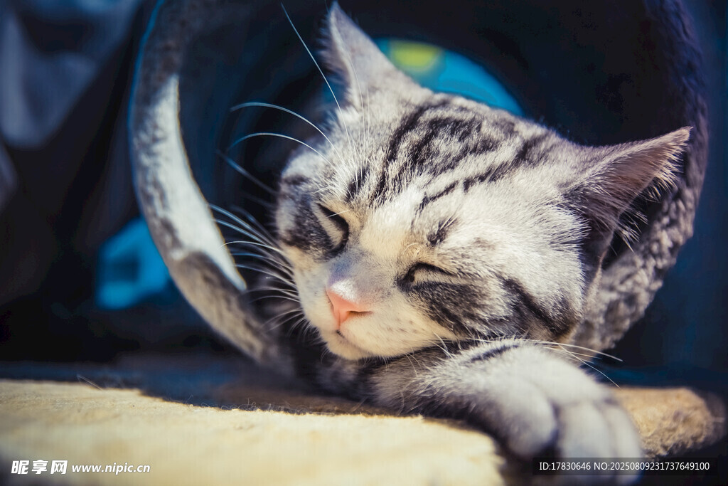 猫咪