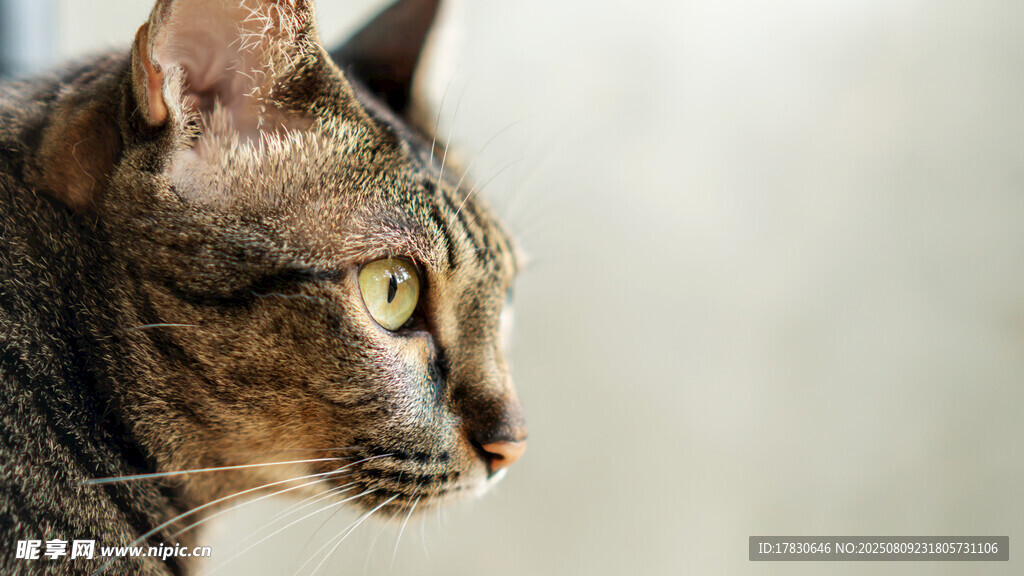 猫咪