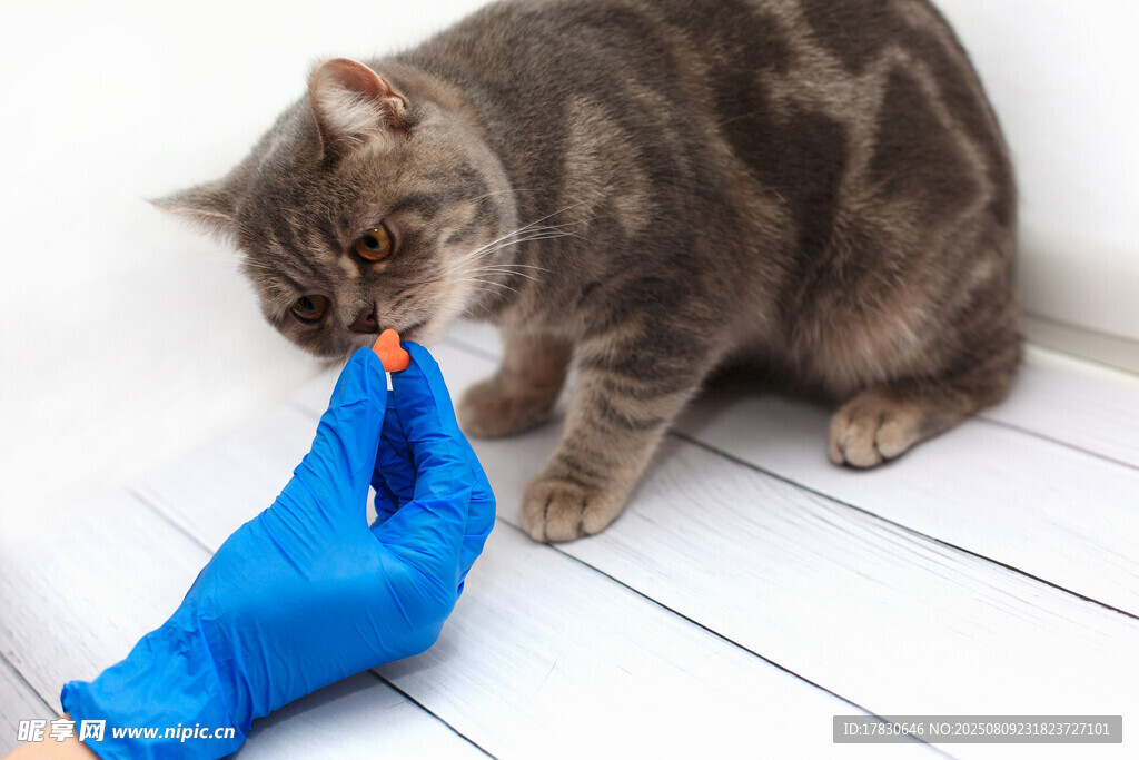 猫咪