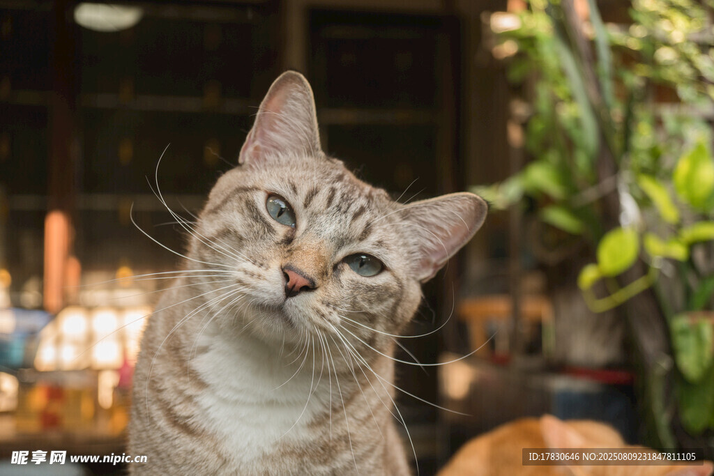 猫咪