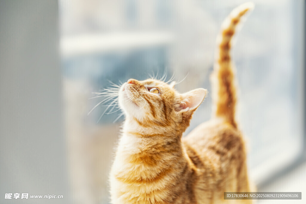 猫咪