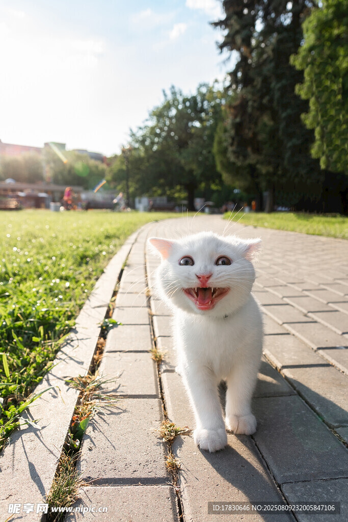 猫咪