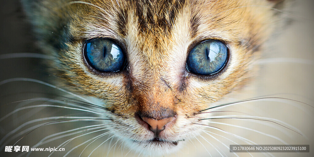 猫咪