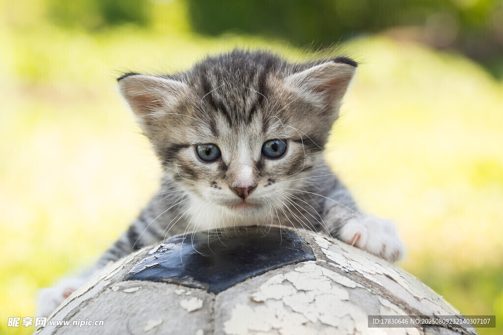 猫咪