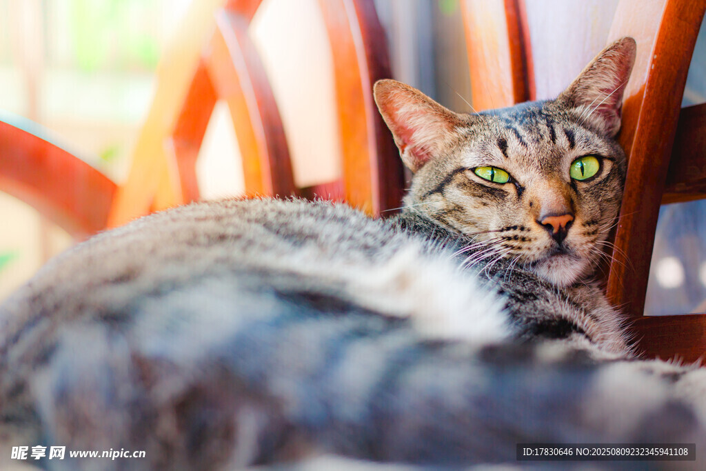 猫咪