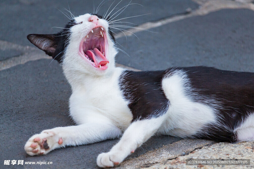 猫咪