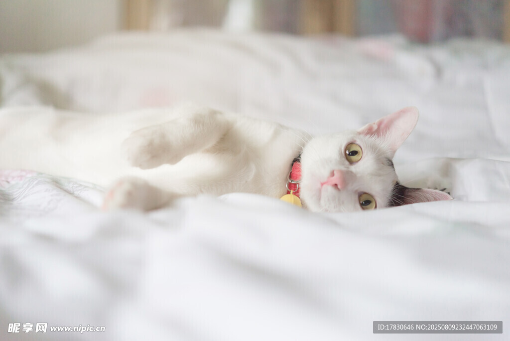 猫咪