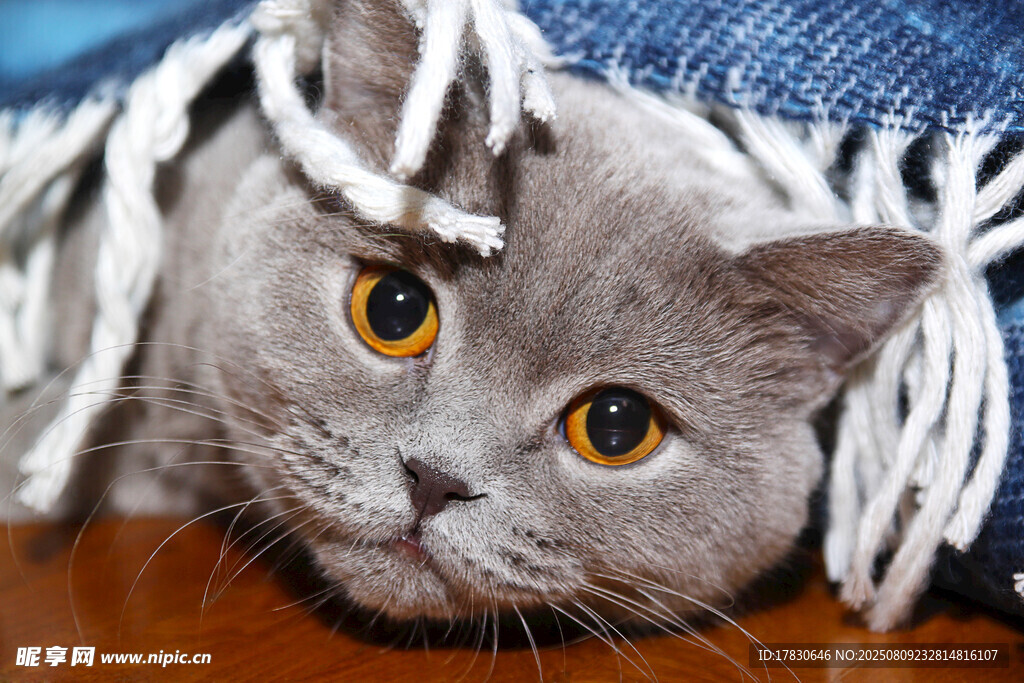 猫咪