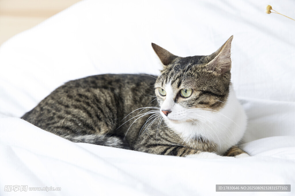 猫咪