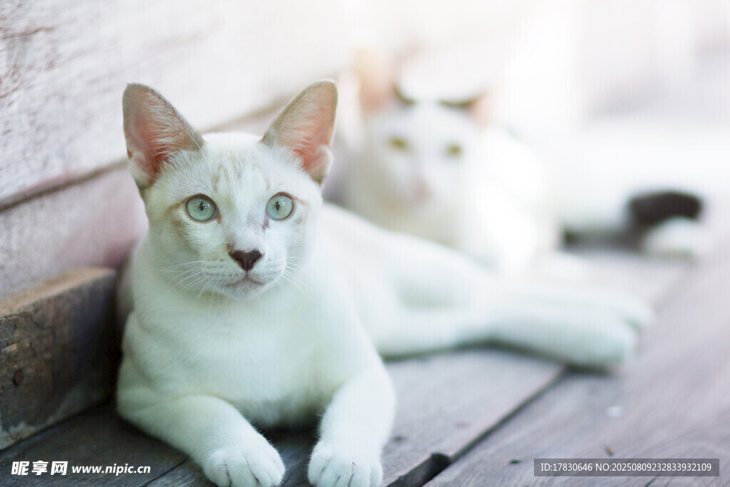 猫咪