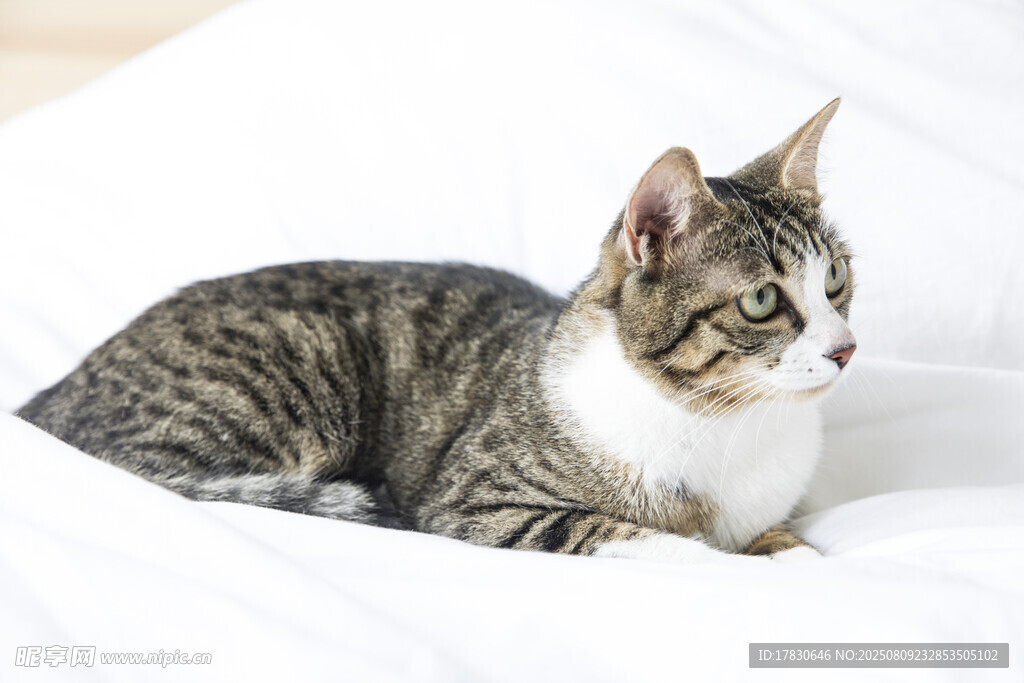 猫咪