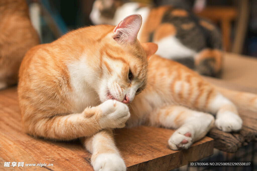 猫咪