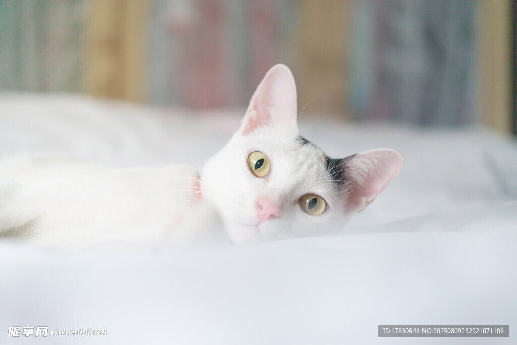 猫咪