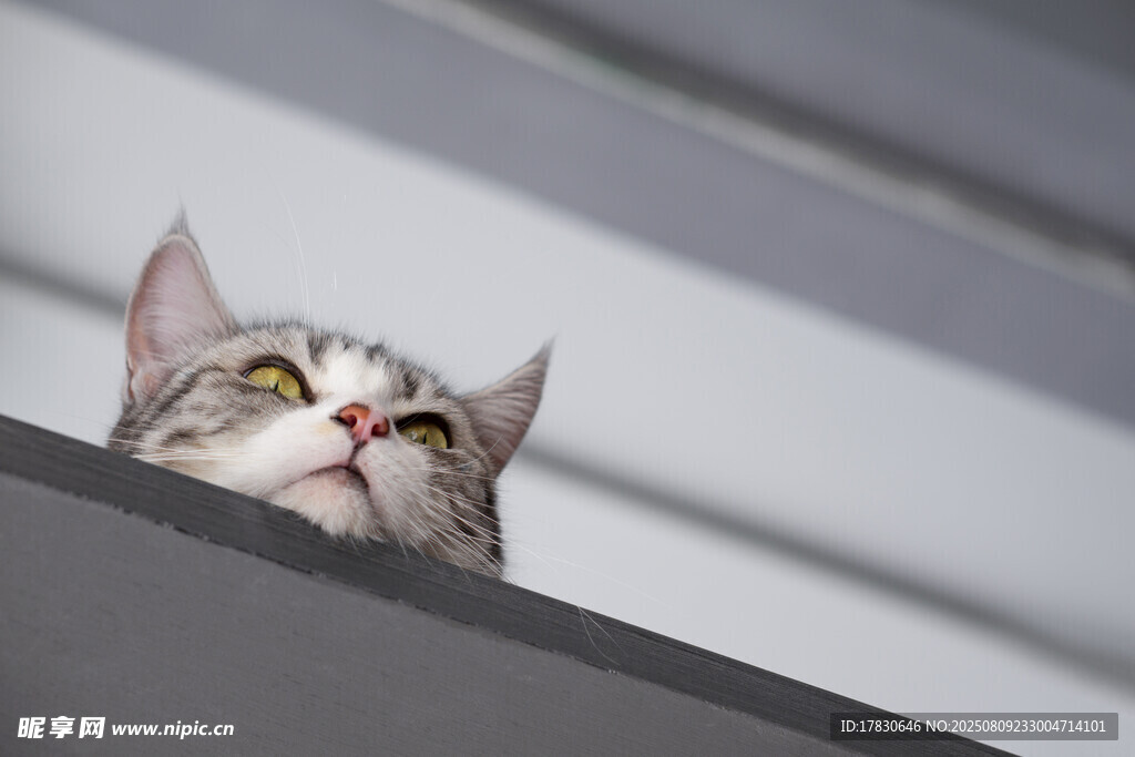 猫咪