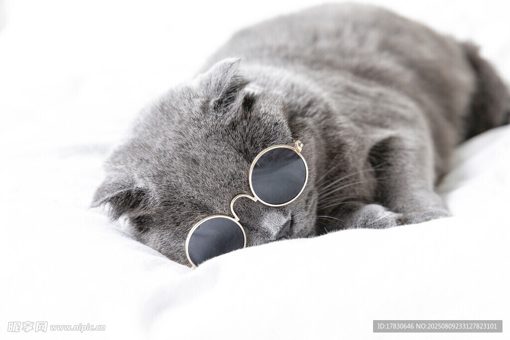 猫咪