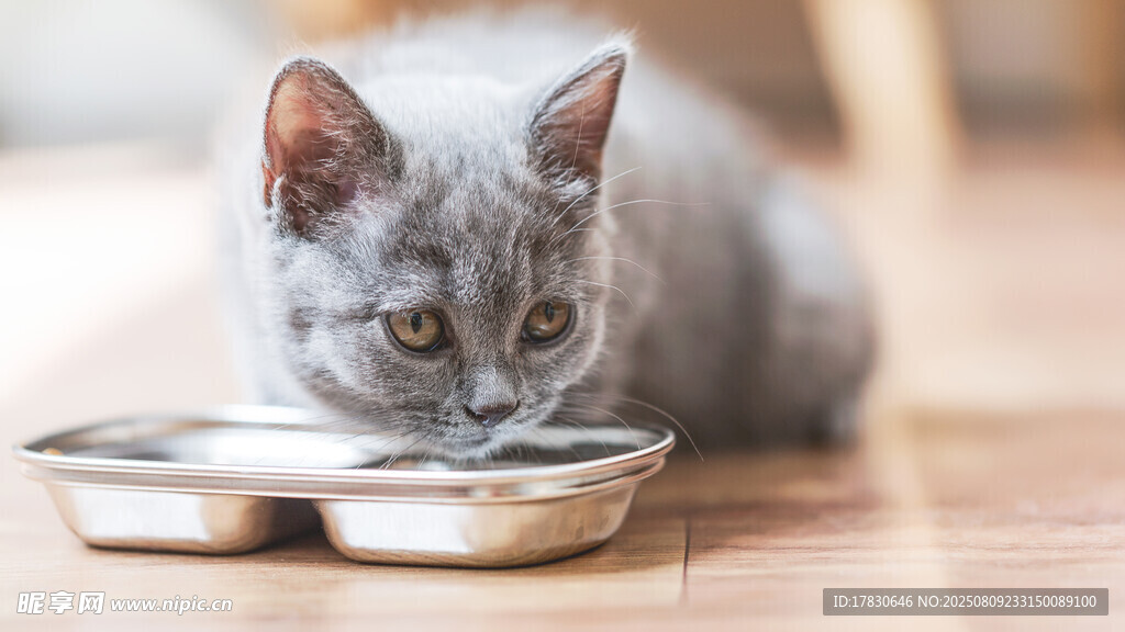 猫咪