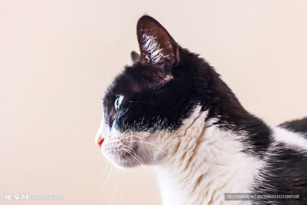 猫咪