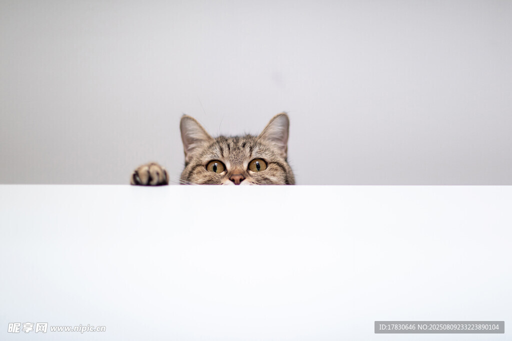 猫咪