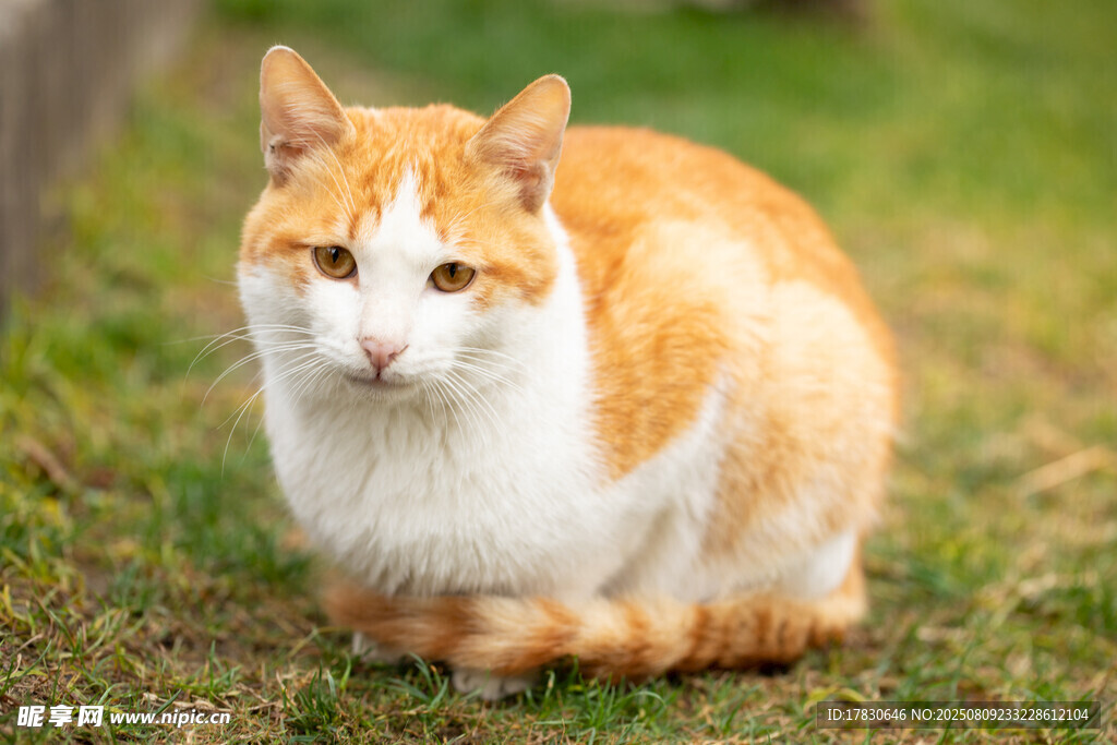 猫咪