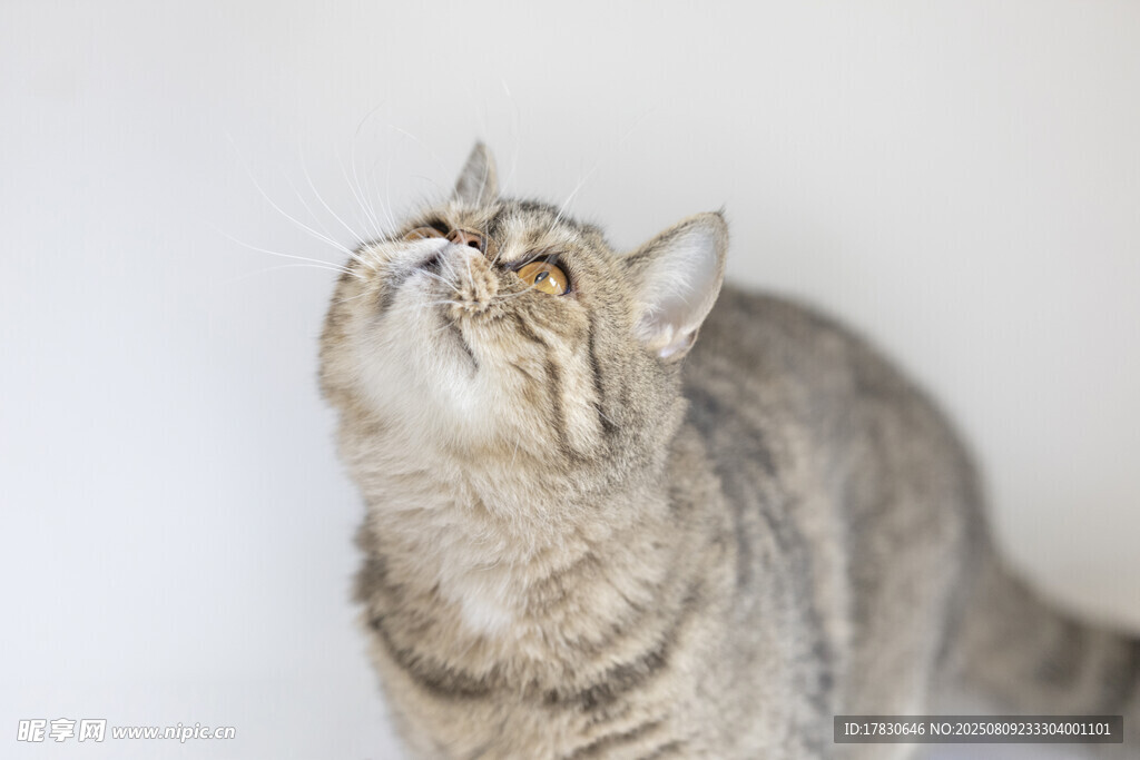 猫咪